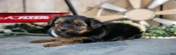 Yorkshire Terrier dogs for sale: Holly - Ad 2