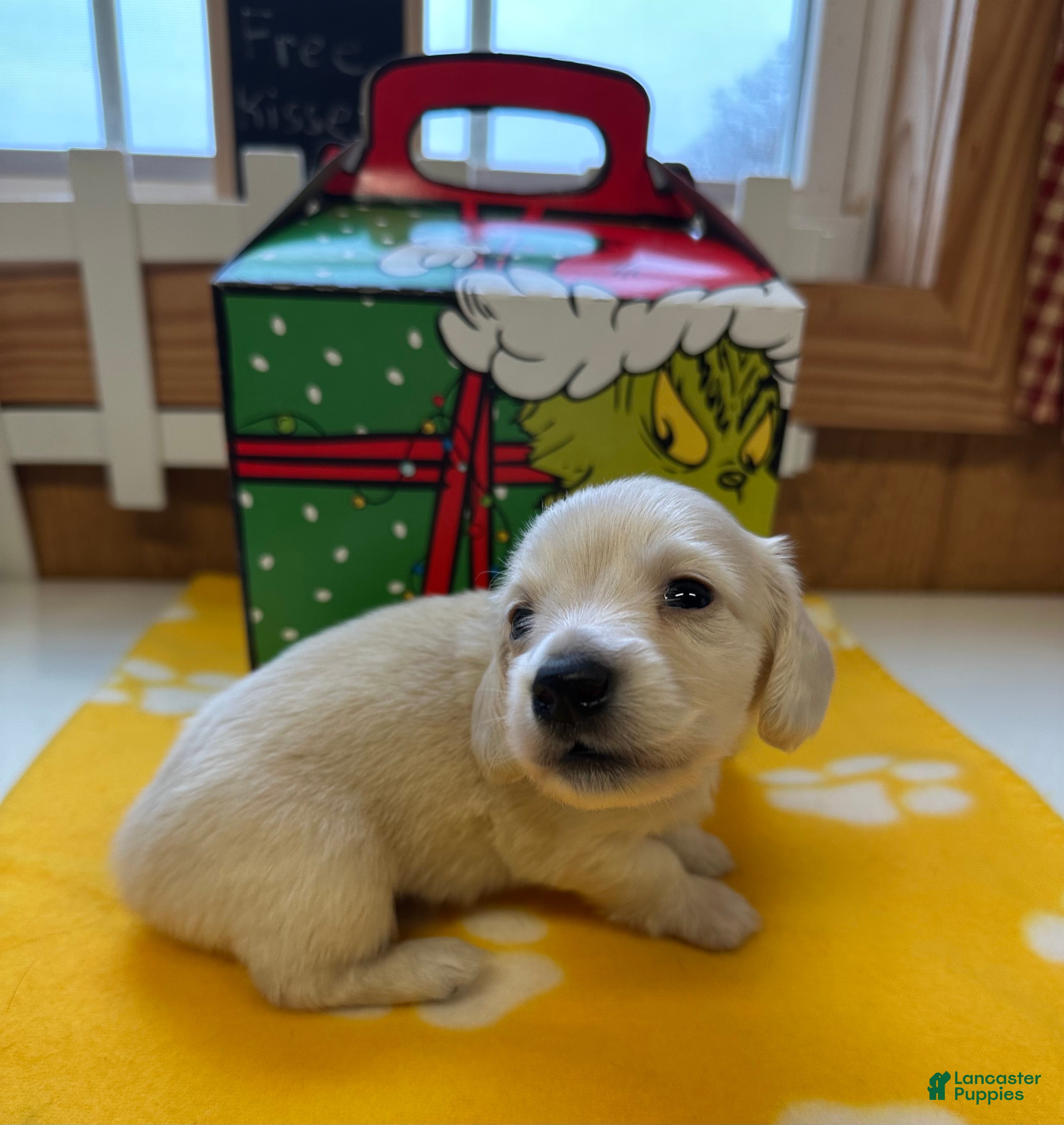 Miniature Dachshund dogs Levi - Ad 2