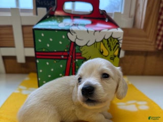 Miniature Dachshund dogs Levi - Ad 11