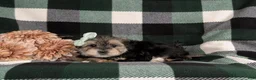 Morkie dogs for sale: Bethann 7 lbs Full Grown - Ad 4