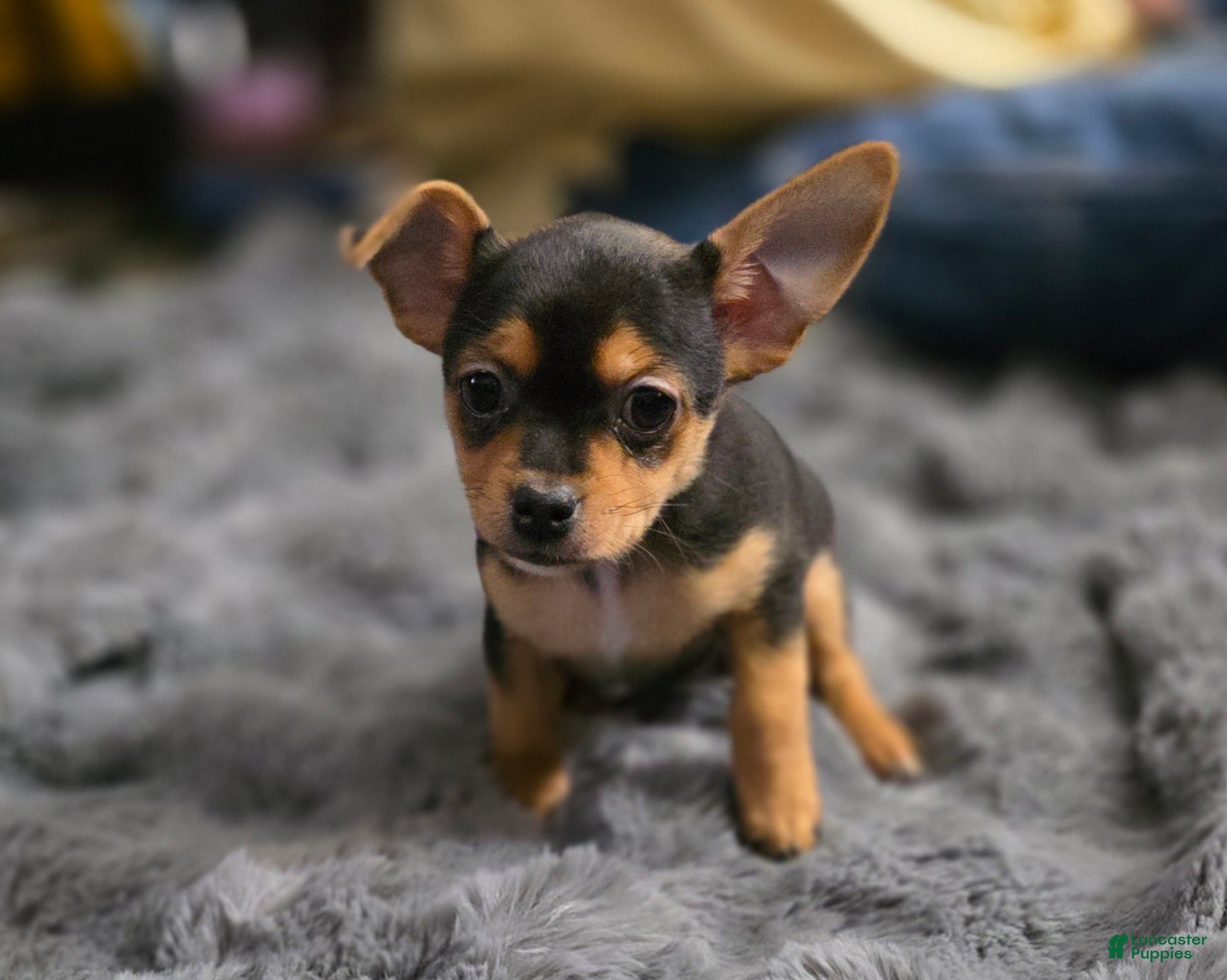 Chorkie dogs Blackie - Ad 1