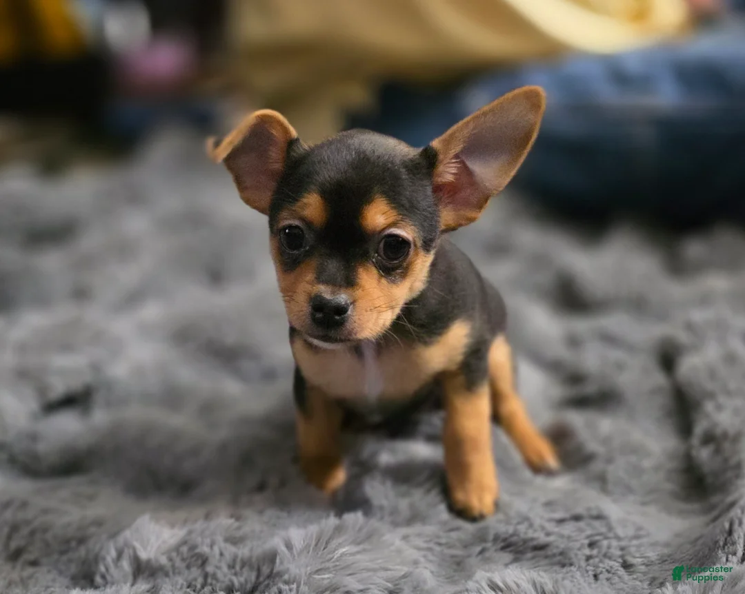 Chorkie dogs for sale: Blackie - Ad 1