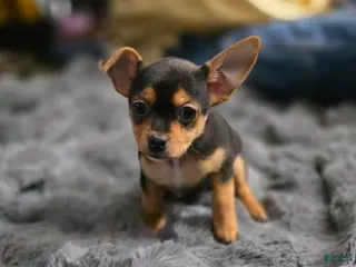 Chorkie dogs for sale: Blackie - Ad 1