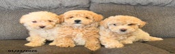 Bichpoo dogs for sale: Lester  - Ad 5