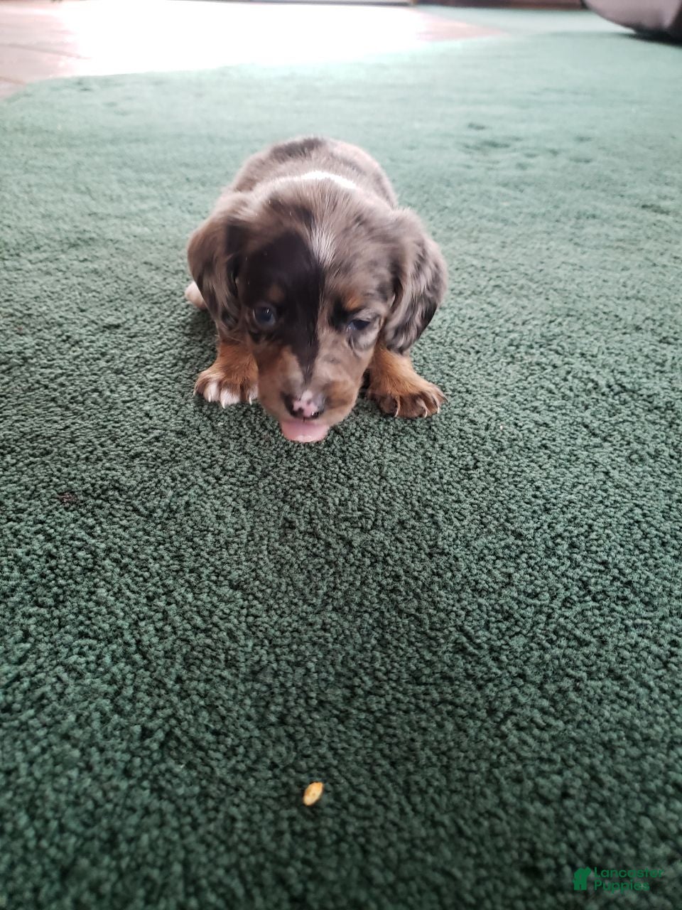 Miniature Dachshund dogs Winston  - Ad 31