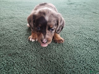 Miniature Dachshund dogs Winston - Ad 25