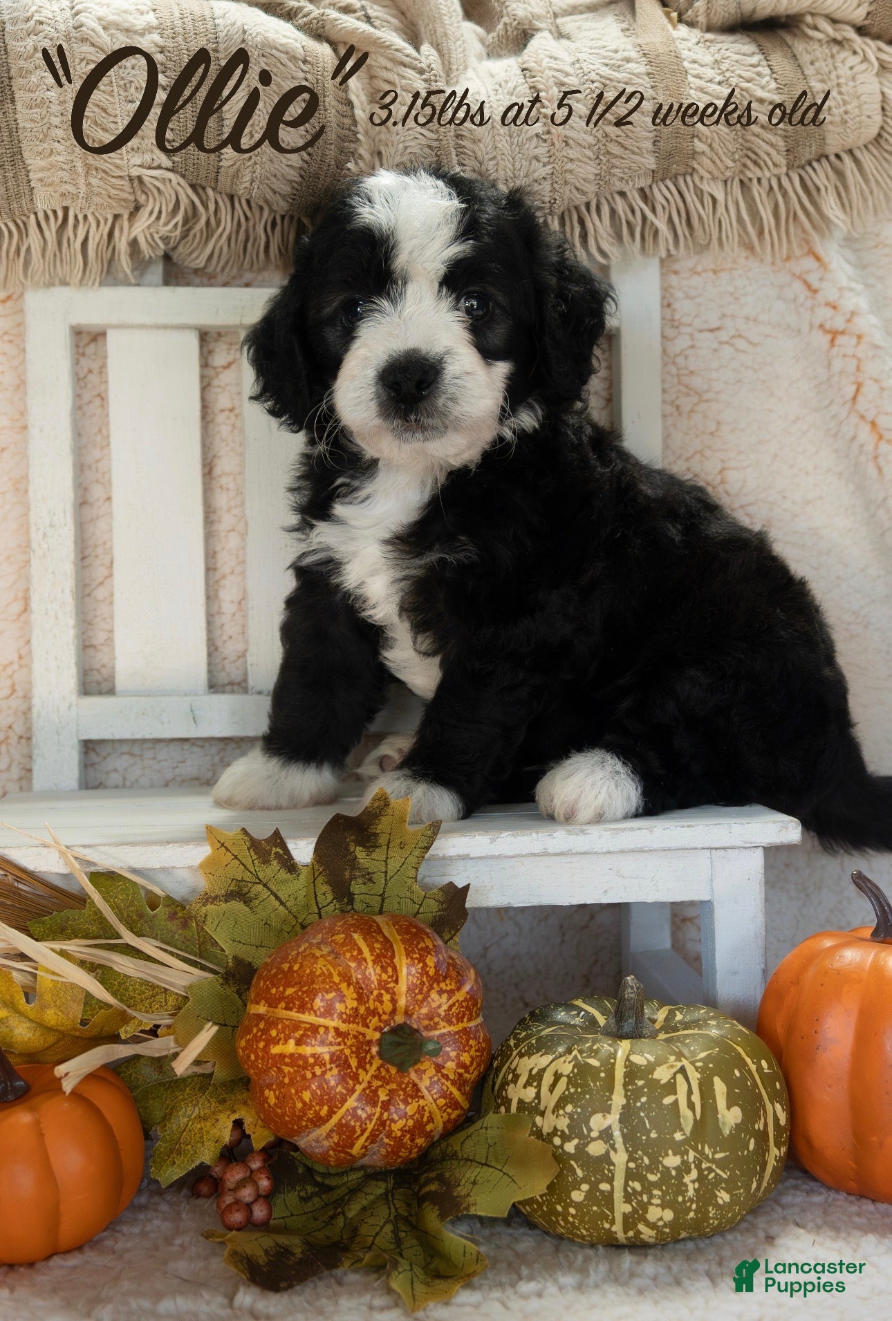 Bernedoodle dogs for sale: Ollie - Ad 22