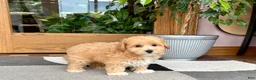 Maltipoo dogs for sale: Jaden  - Ad 3