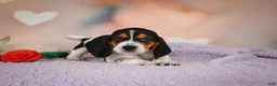 Beagle dogs for sale: OTTO - Ad 12