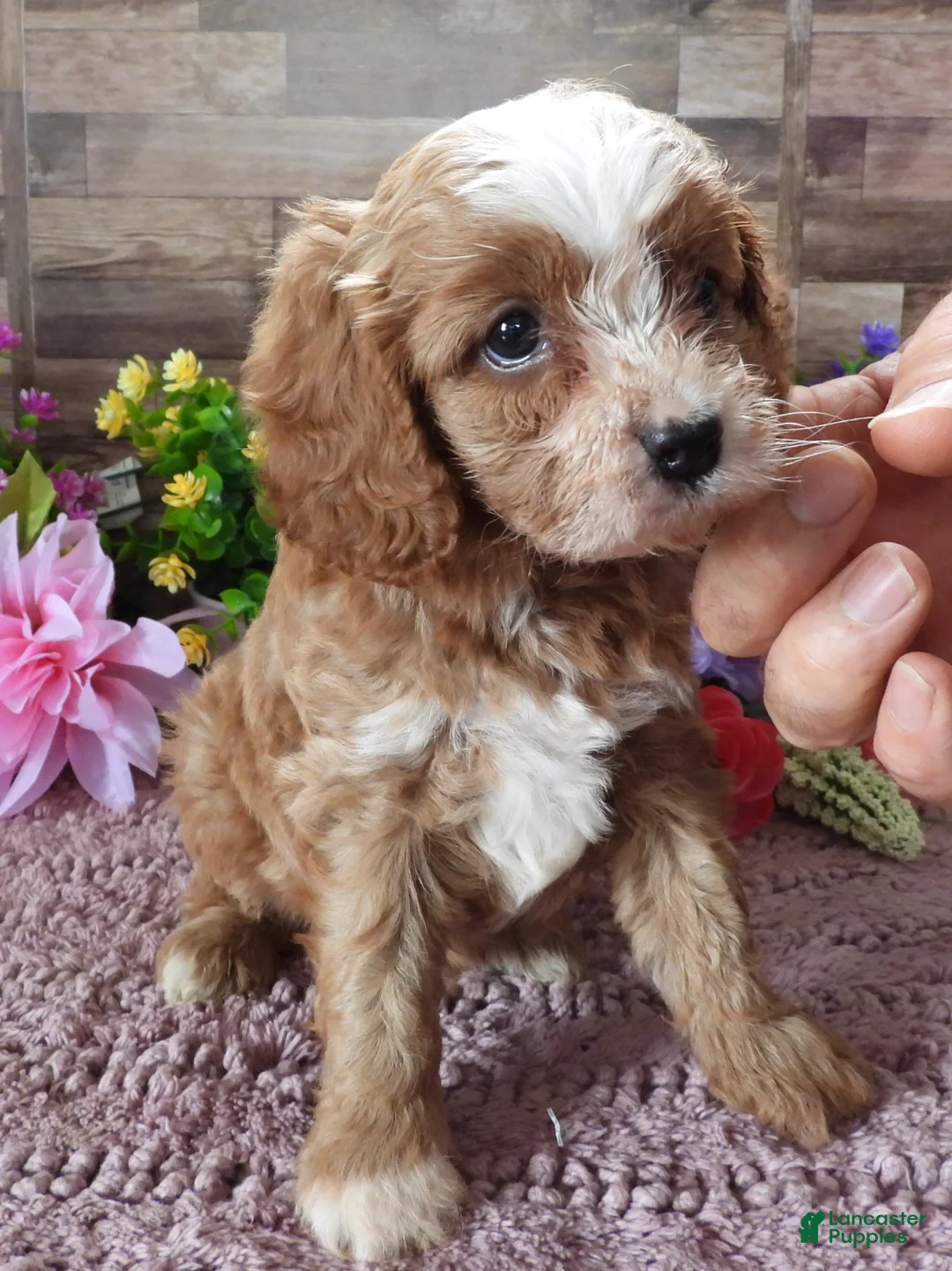 Cavapoo dogs for sale: #1 Male (Linda's) - Ad 2