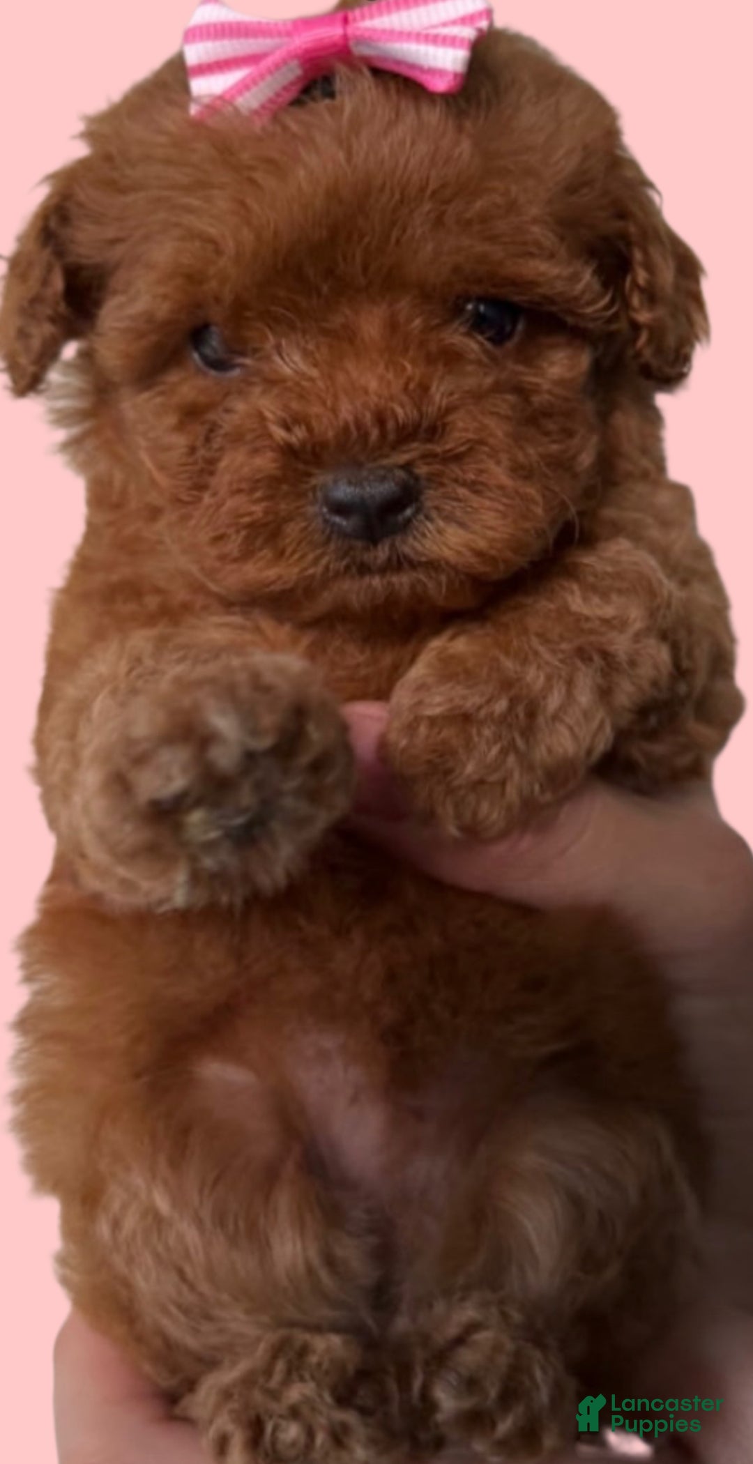 Toy Poodle dogs for sale: Toy Poodle Puppy 2 - Ad 1