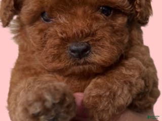 Toy Poodle dogs Toy Poodle Puppy 2 - Ad 4