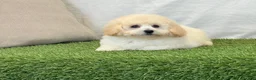 Bichpoo dogs for sale: Kylie  - Ad 6