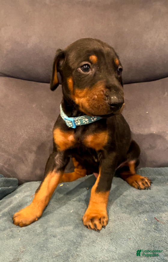 Doberman Pinscher dogs Bruno - Ad 5