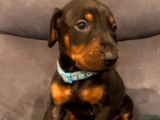 Doberman Pinscher dogs Bruno - Ad 5