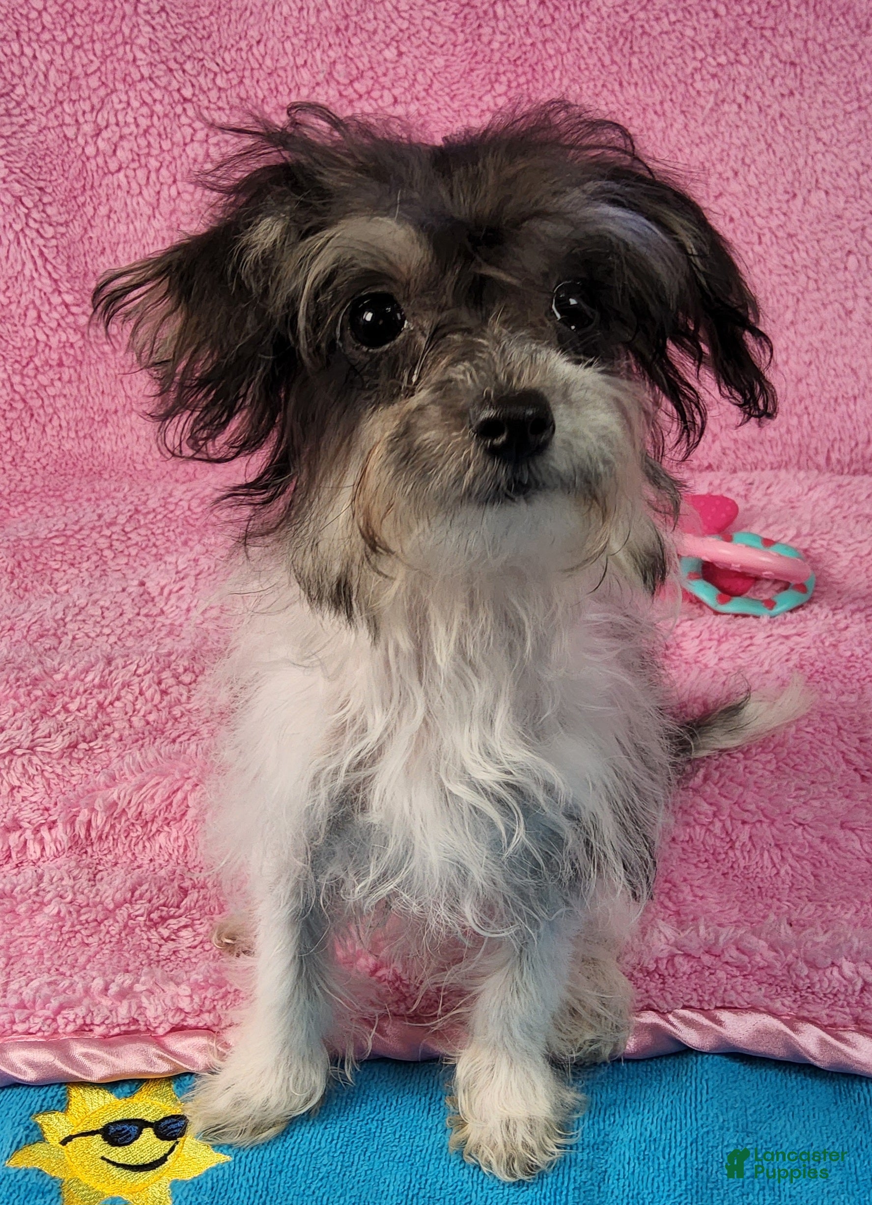 Yorkiepoo dogs Victoria Frills - Ad 2