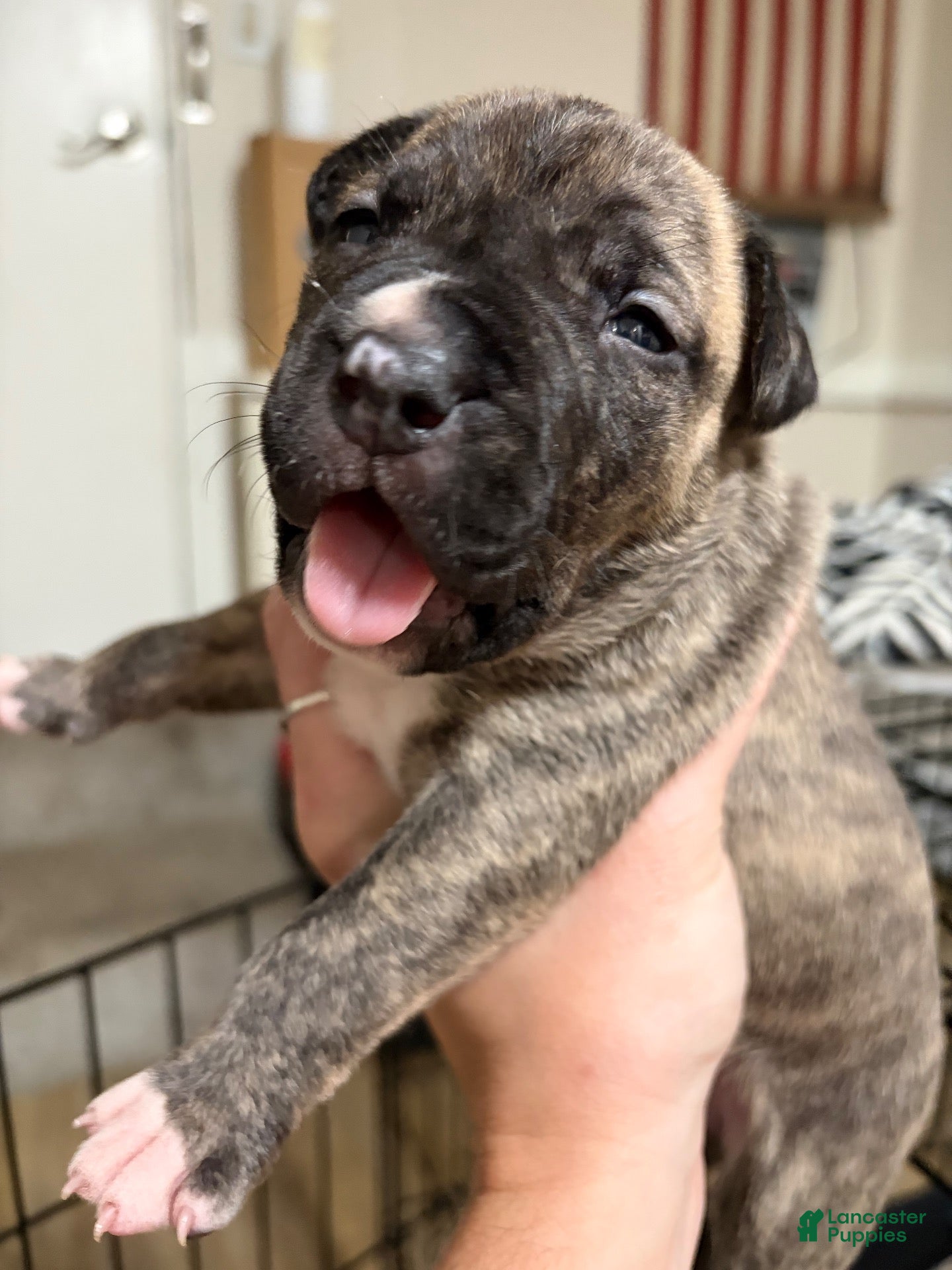 American Pit Bull Terrier dogs American Pit Bull Terrier 2 - Ad 28
