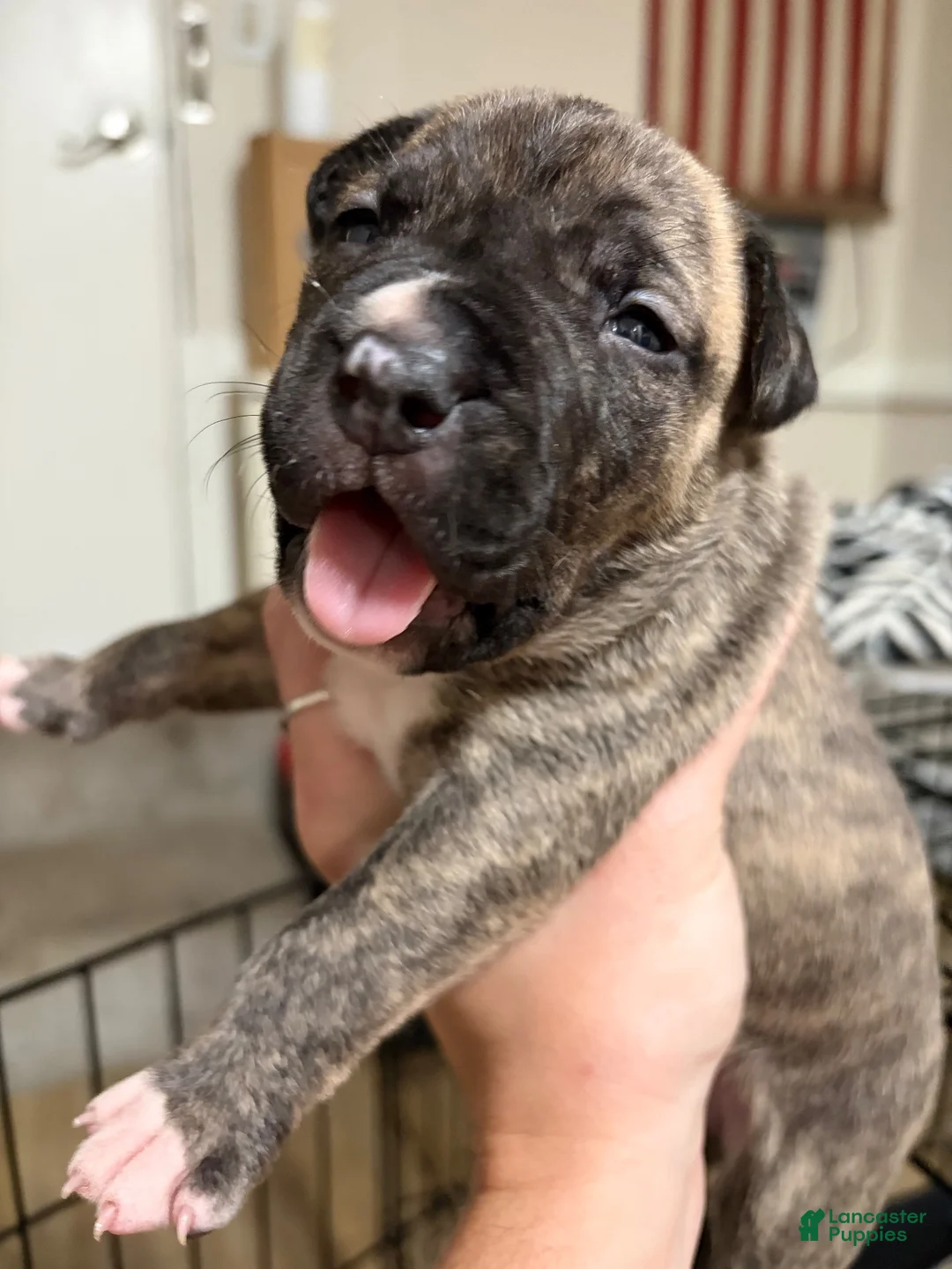 American Pit Bull Terrier dogs for sale: American Pit Bull Terrier 2 - Ad 1