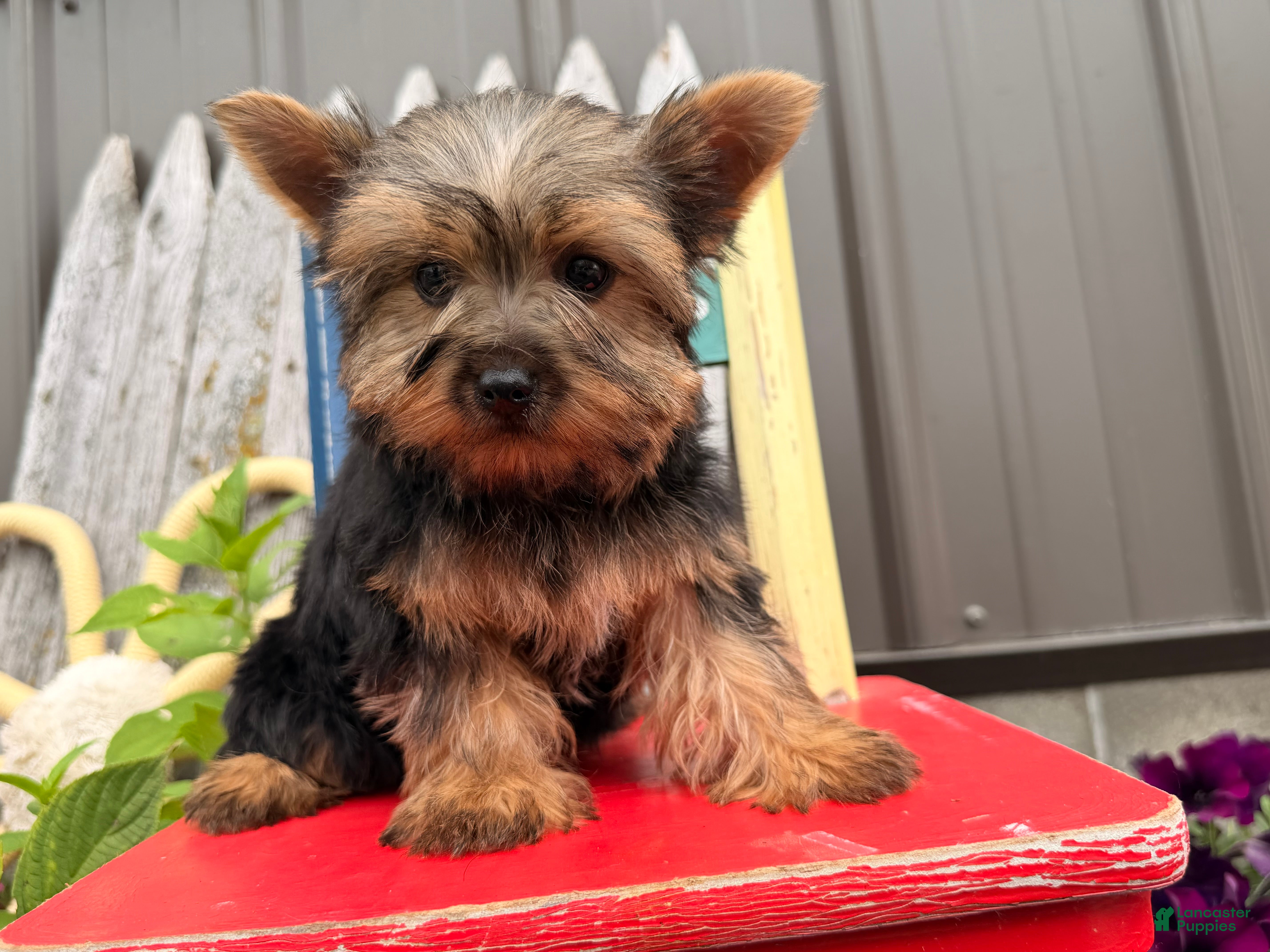 Yorkshire Terrier dogs Nicole Yorkshire Terrier  - Ad 1
