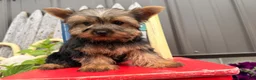 Yorkshire Terrier dogs for sale: Nicole Yorkshire Terrier  - Ad 1