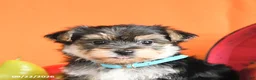 Morkie dogs for sale: Charlie - Ad 5
