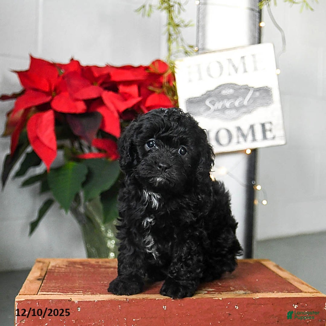 Cavapoo dogs for sale: Fluffy - Ad 3