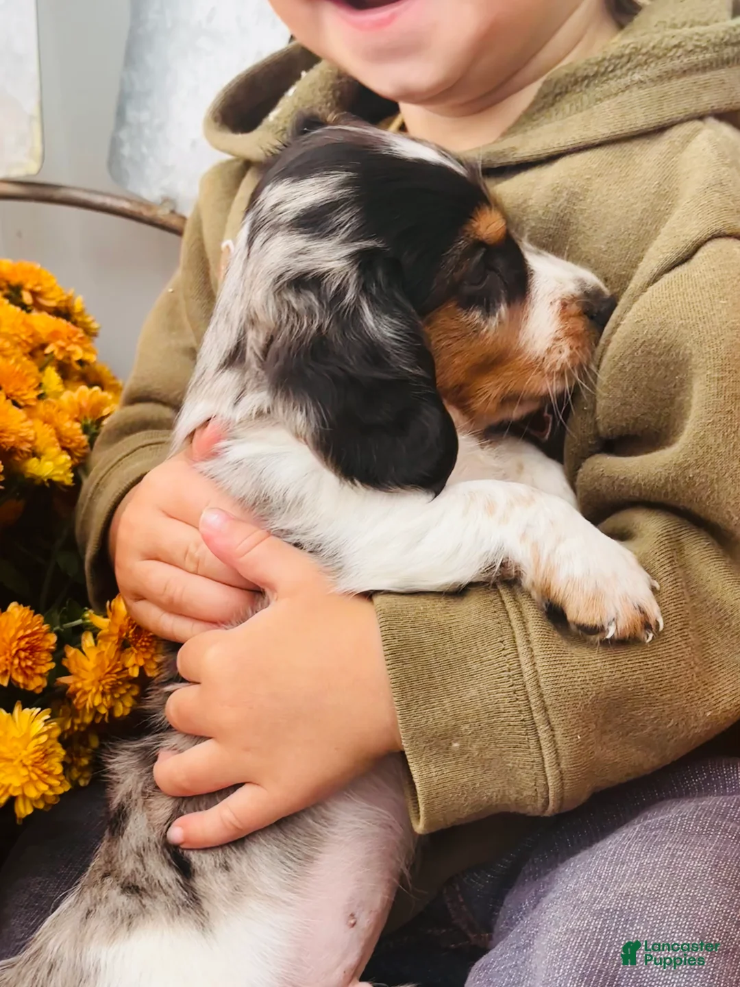 Miniature Dachshund dogs for sale:  LIL' PEPPERJACK - Ad 14