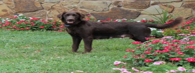 Gypsy