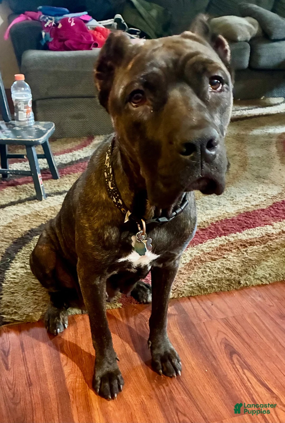 Cane Corso dogs for sale: Cane Corso 2 - Ad 2