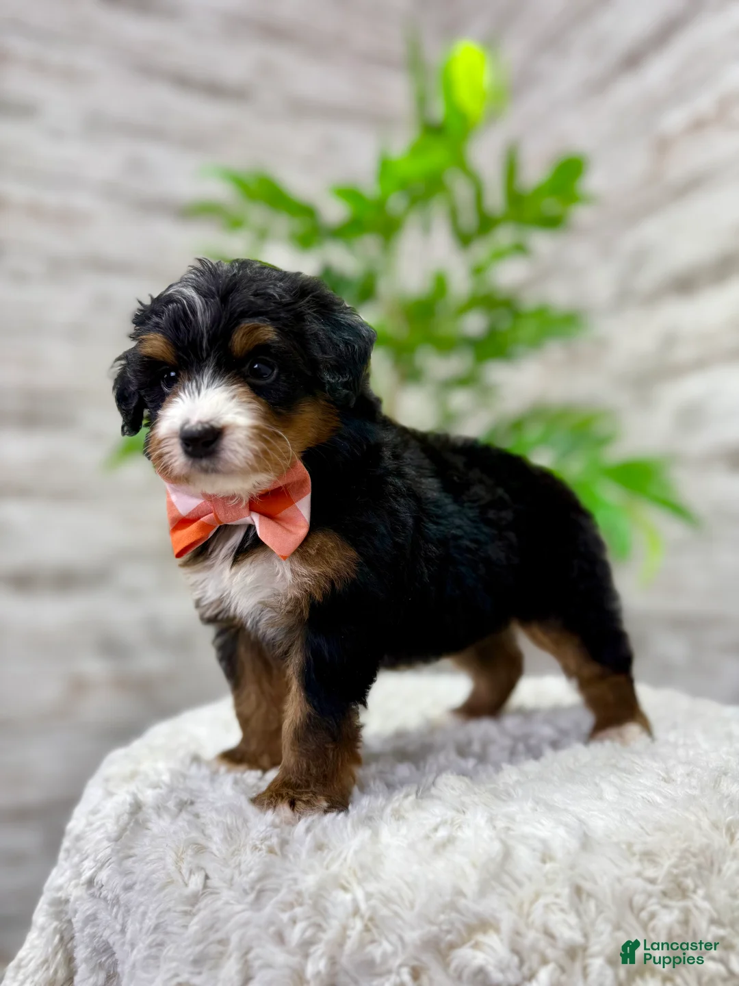 Mini Bernedoodle dogs for sale: 🥰 Macy - Ad 3
