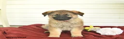 German Shepherd dogs for sale: Clover - Ad 4