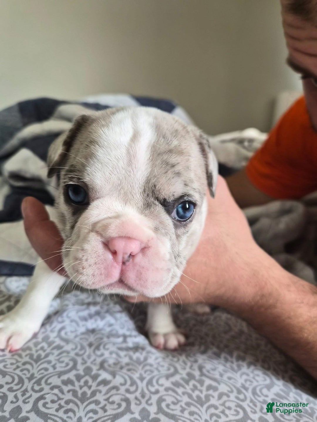 French Bulldog dogs for sale: Charlie  - Ad 2