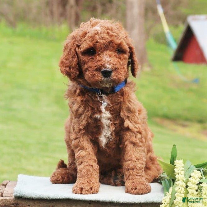 Labradoodle dogs Palmer - Ad 23