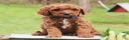 Labradoodle dogs for sale: Palmer - Ad 1
