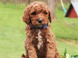 Labradoodle dogs Palmer - Ad 12