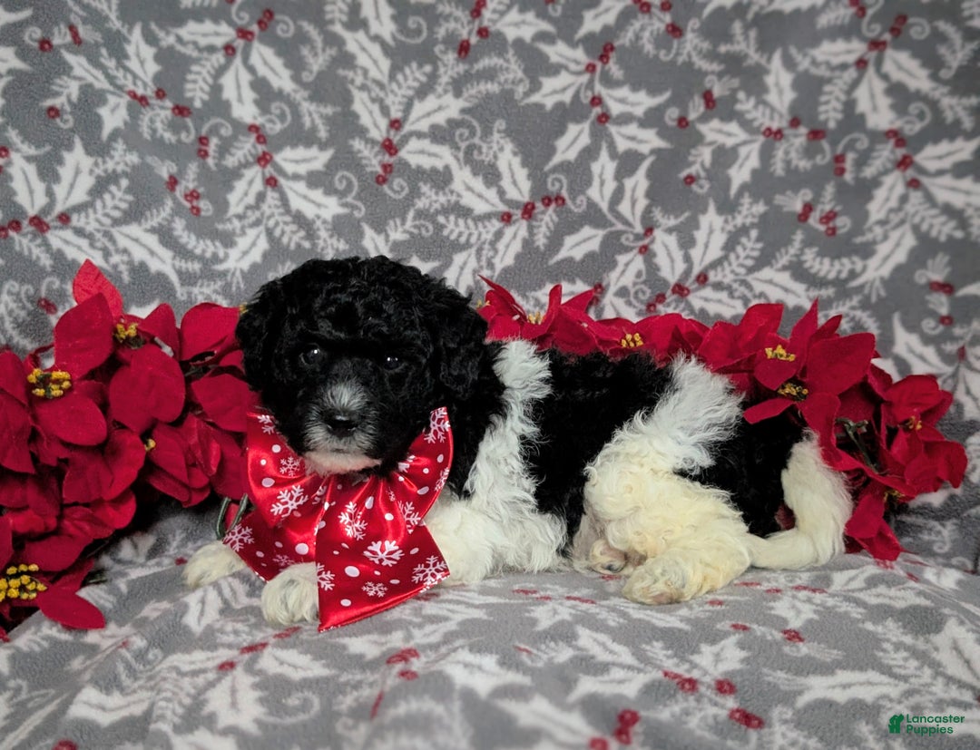 Mini Bernedoodle dogs for sale: Archie Hypoallergenic Ready for Christmas - Ad 3