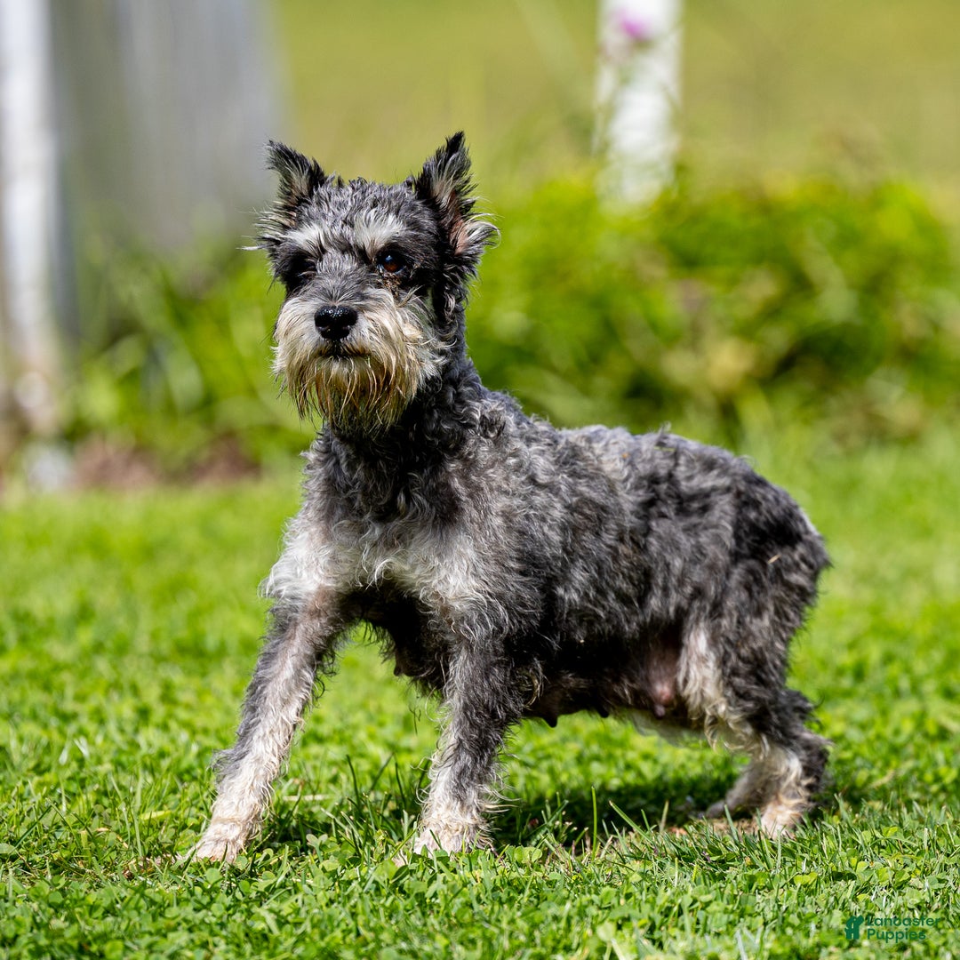 Miniature Schnauzer dogs for sale: Yetta - Ad 5