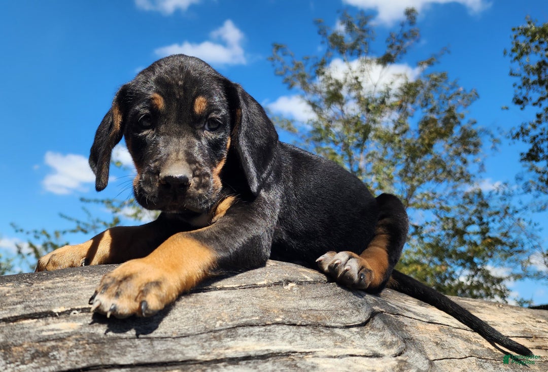 Mixed Breed dogs for sale: Fall 2025 Bloodahoula Male 3 - Ad 4