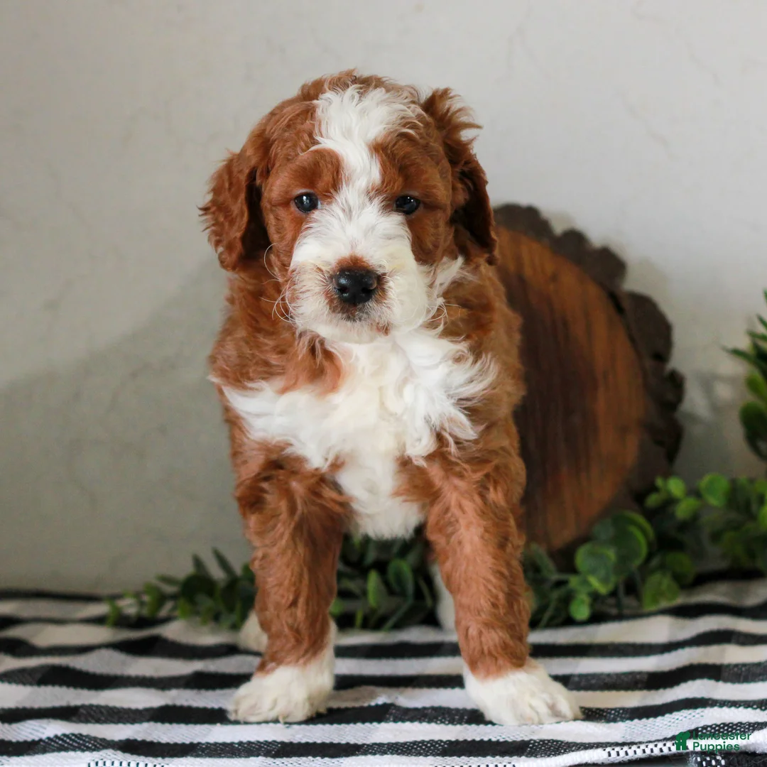 Mini Goldendoodle dogs for sale: Asher  - Ad 1