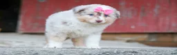 Miniature Australian Shepherd dogs for sale: LILY - Ad 7