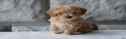 Maltipoo dogs for sale: Milo - Ad 3