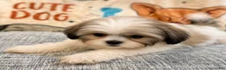 Shih Tzu dogs for sale: Lucy - Ad 5
