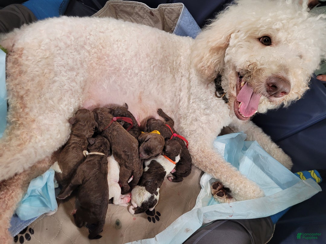 Labradoodle dogs for sale: Gooseberry - Ad 4