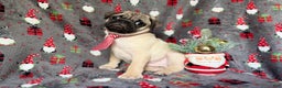 Pug dogs for sale: Claus - Ad 4