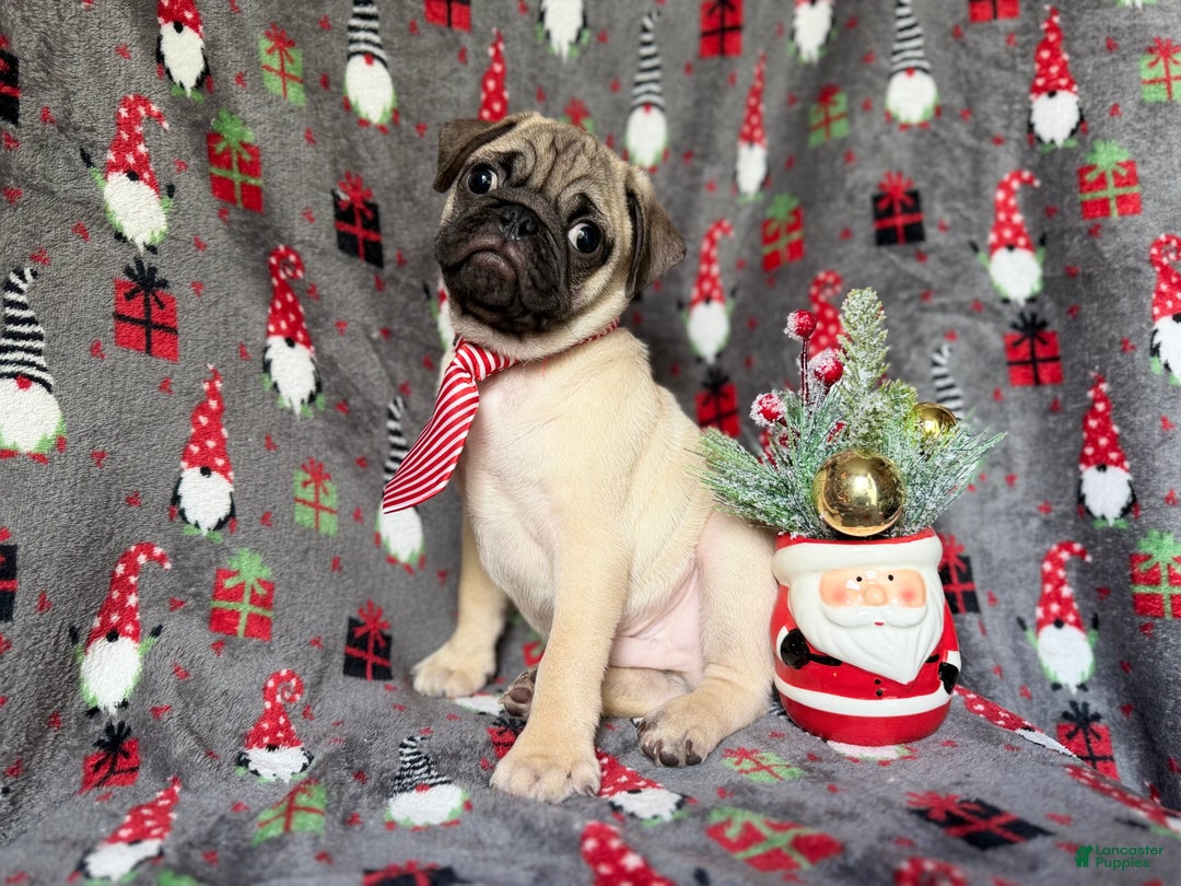 Pug dogs for sale: Claus - Ad 4