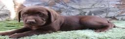 Labrador Retriever dogs for sale: Tucker - Ad 5