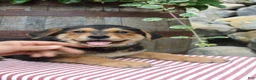 German Shepherd dogs for sale: Honey - Ad 2