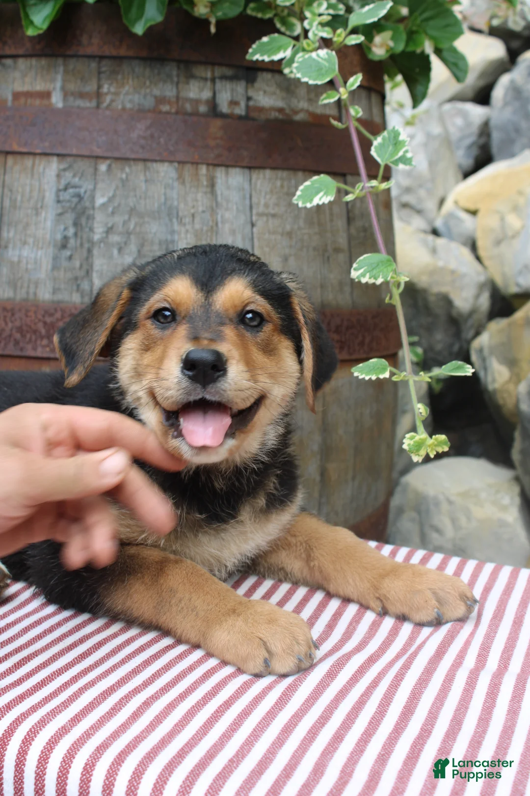 German Shepherd dogs for sale: Honey - Ad 2