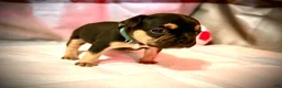 Frenchton dogs for sale: Toffee - Ad 2