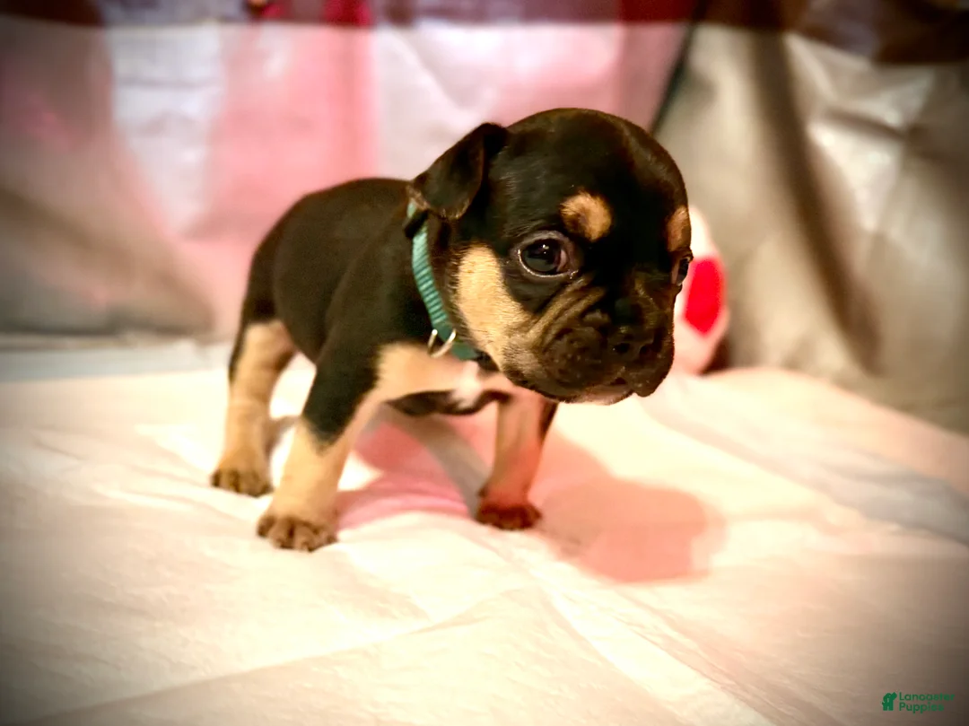 Frenchton dogs for sale: Toffee - Ad 2